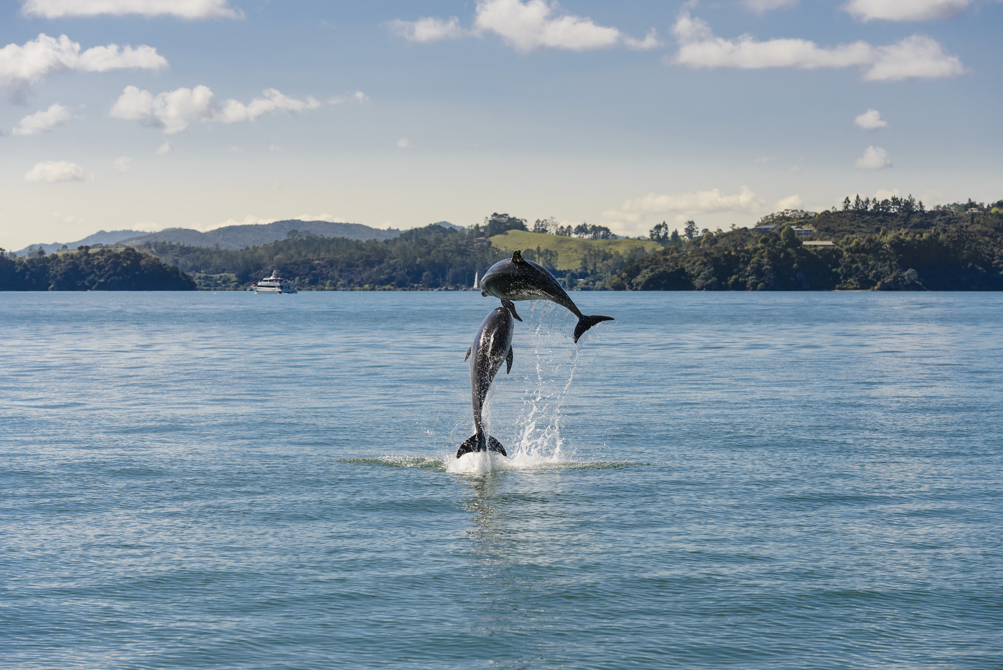 Bay of Islands Marine Mammals and Wildlife | Fullers GreatSights